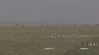 Cheetah walking away out with its prey.