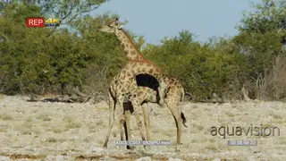 Giraffe pair fighting, pushing and swinging their necks at each other.