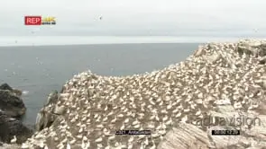 Northern Gannets colony breeding on cliff overlooking the Atlantic ocean