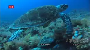 Loggerhead Sea Turtle feeding on coral