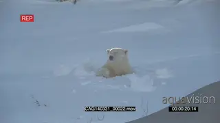 Polar Bear female emerging out of winter den scouting around