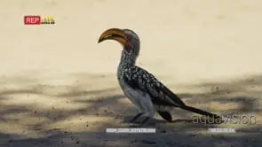 Yellow-billed hornbill looking around hops towards camera