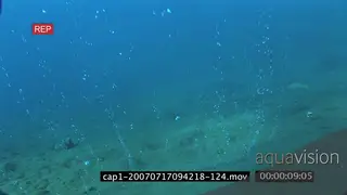 View of an aquarium SCENIC PAN