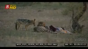Cheetah looking around while jackal trying to get piece of meat