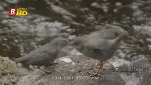 Dipper on a rock walking, foraging, calling and giving out food to its chick during midday.