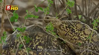 Female and male Leopard tortoise mating.