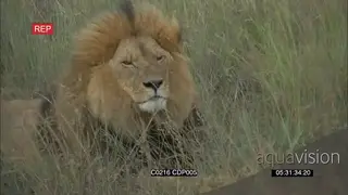 A Pride of African Lions sitting and resting on the grassland GENERAL BEHAVIOR