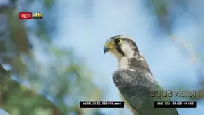 Lanner falcon perched on tree