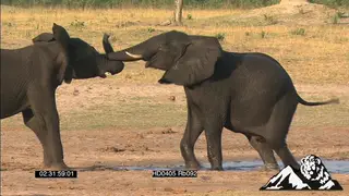 African Elephant Calves fighting on sand and in water.