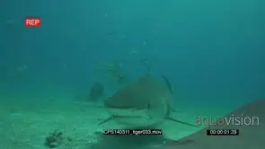 Tiger Shark swimming along ocean floor UW, Diver in-shot