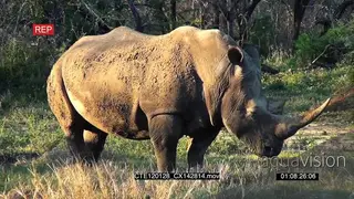 White Rhino standing on bushveld looking around grazing MLS