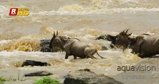 Two Blue Wildebeest crossing the river with big rocks.