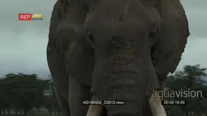 African elephant big bull eating in grasslands in low angle view