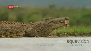 Crocodile swallowing entrails