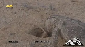 Mouse escapes from rock monitor's mouth DRY MCU MS PAN ZO