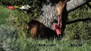 Brown Bear Feeding on Elk Carcass hanging on the Tree MLS GOOD LIGHT