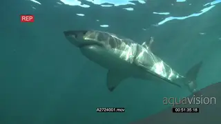 Great white shark gently swimming underwater in ocean passing by camera LA PAN HAND