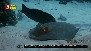 A Close Up shot of a Bluespotted Ribbontail Ray, Taeniura lymna hunting in te sea sand.