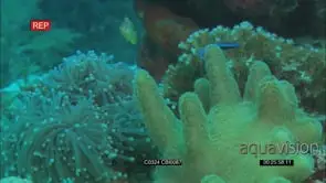 Bluestreak Cleaner wrasse swimming around fishes trying to clean