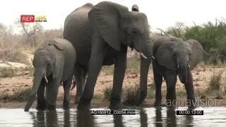 African Elephant herd with calves together drinking in a lake MCU