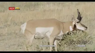 Pronghorn Antelope walking and grazing on prairie then looking around. MWS.