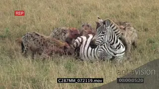 Spotted hyena clan feeding on a female zebra alive