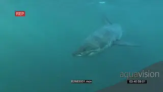 A Great white sharks gently swimming underwater in ocean passing by camera UW HAND