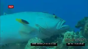 Peacock Rockcod getting cleaned by other small reef fish underwater in ocean MS