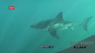 Great white shark gently swimming underwater in ocean passing diver in a cage filming it.
