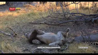 Male lion rolling next other lion