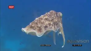Cuttlefish, changing colour and laying eggs on coral reef