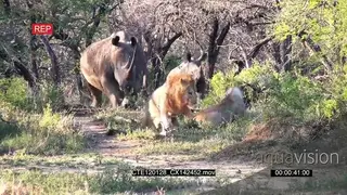 African Lion male and female resting on track, gets fright.