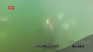 School of Common Dolphins swimming underwater in green ocean MWS TRAVELING SHOT HAND