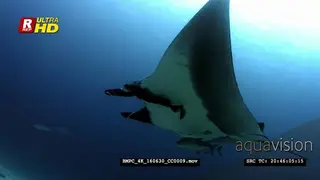 A giant manta ray, Mata birostris glides through the sea