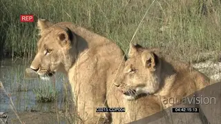 [2] Lionesses Drinking water Biting one another and chase over the waterhole