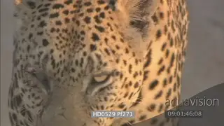 Leopard scratched injured eye walking towards camera on dirt road FOCUS PULL CU