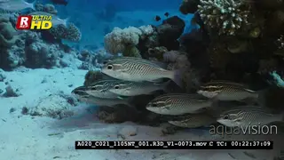 A school of Arabia Spinecheek Fish, Scolopsis ghanam next to the coral reef.