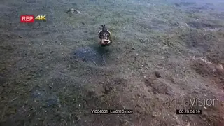 Tracking shot of a Pfeffer's flamboyant cuttlefish.