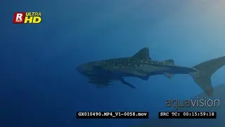 Medium close up shot of a juvenile whale shark with remora passing the camera