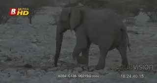 African male Elephant side view, walking and looking around.