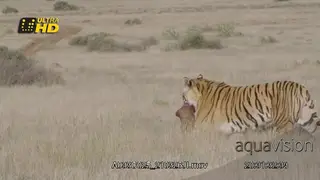 A medium wide shot of a Tiger walking and carrying the prey with its mouth.