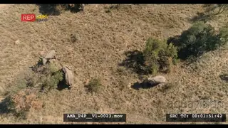 Aerial Drone African elephant herd and calves feeding off bushes