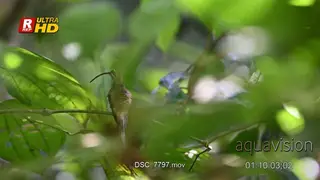 Long-billed Hermit (Phaethornis longirostris) communicating and preening between green.