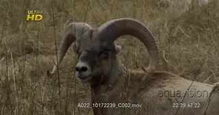 Bighorn sheep laying down, chewing on grass and looking towards the camera.MWS.