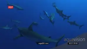 Silvertip Shark swimming underwater in ocean passing by school of Grey Reef Sharks.