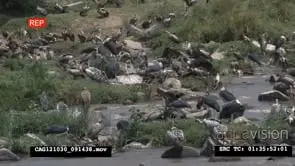 Flocks of Marabou Storks and Ruppell's Vultures standing on rocks flapping wings and.