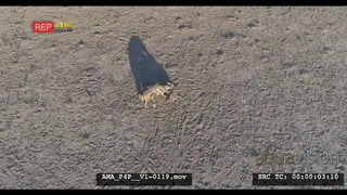 Aerial Drone Black-backed jackal scavenging off carcass