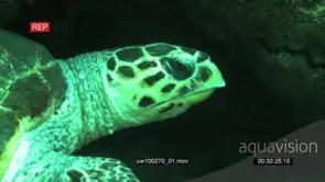 Hawksbill Sea Turtle laying down underwater in ocean deep MCU HAND