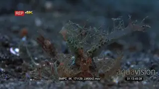 Close up front view of the whole body of an Ambon scorpionfish, Pteroidichthys amboinensis