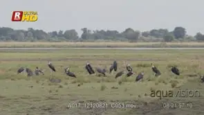 Flock of Marabou Stork standing, looking around and preening; MWS;DAY.